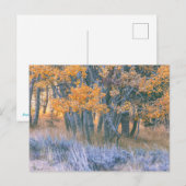 Autumn Aspens Forest Postkarte (Vorne/Hinten)