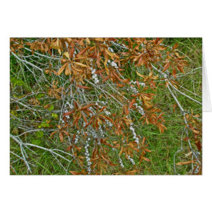 Autumn Bayberry Shrub