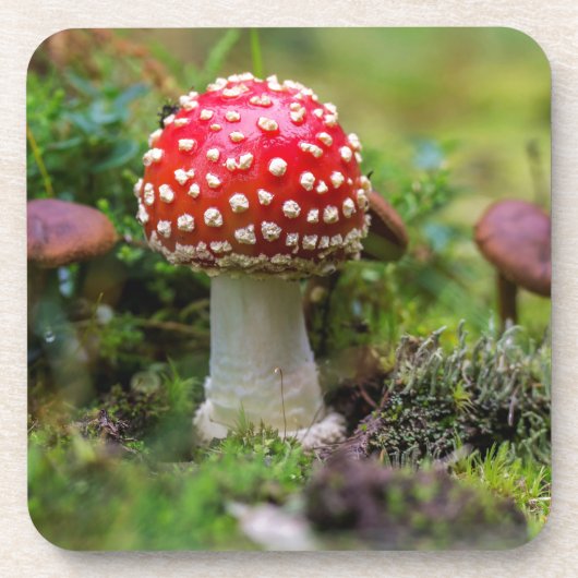 Autumn Beauty Getränkeuntersetzer (Vorderseite)