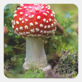 Autumn Beauty Quadratischer Aufkleber