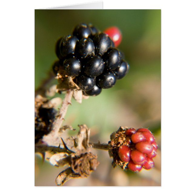 Autumn Berries Post Cards (Vorne)