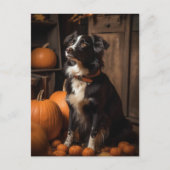Autumn Border Collie and Pumpkins Postkarte (Vorderseite)