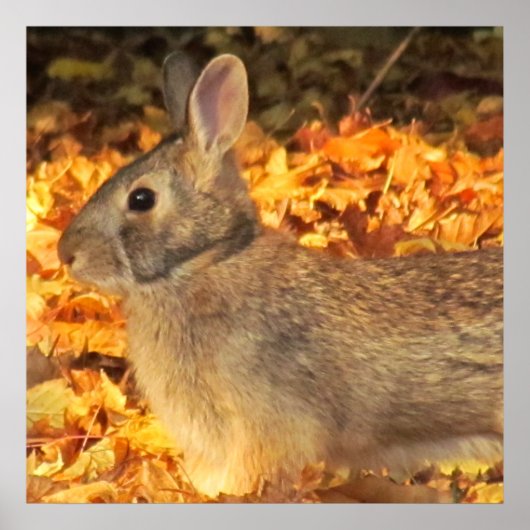 Autumn Bunny Poster (Vorne)