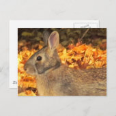 Autumn Bunny Postkarte (Vorne/Hinten)