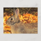 Autumn Bunny Postkarte (Vorderseite)