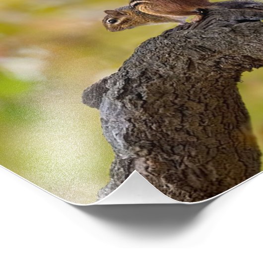 Autumn Chipmunk Fotodruck (Ecke)