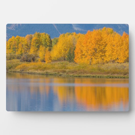 Autumn Colored Aspen Trees Fotoplatte (Vorderseite)