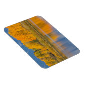 Autumn Colored Aspen Trees Magnet (Rechte Seite)