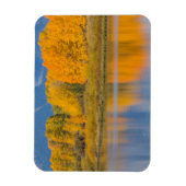 Autumn Colored Aspen Trees Magnet (Vertikal)