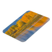 Autumn Colored Aspen Trees Magnet (Linke Seite)