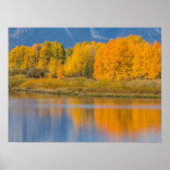Autumn Colored Aspen Trees Poster (Vorne)