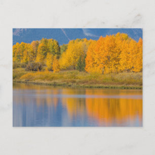Autumn Colored Aspen Trees Postkarte