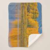 Autumn Colored Aspen Trees Sherpadecke (Vorderseite)