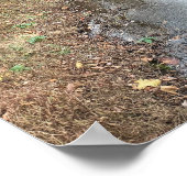 Autumn Creek Foto Poster (Ecke)