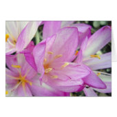 Autumn Crocus (Vorderseite (Horizontal))