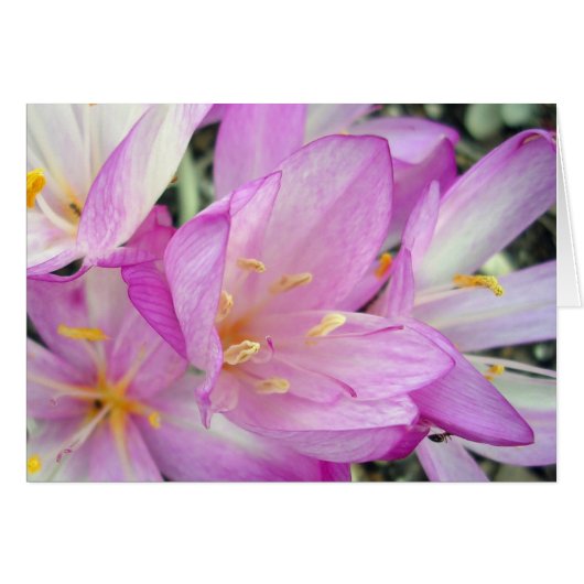 Autumn Crocus (Vorderseite (Horizontal))