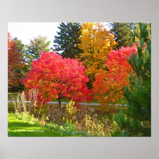 "AUTUMN DELIGHT"/FALL FARBE AN TOLEDO BOTANICAL POSTER (Vorne)