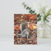 Autumn Eichirrel Postkarte (Stehend Vorderseite)