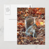 Autumn Eichirrel Postkarte (Vorne/Hinten)