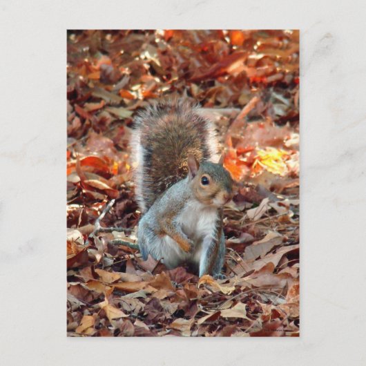 Autumn Eichirrel Postkarte (Vorderseite)