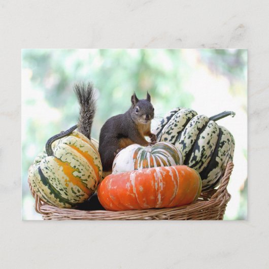 Autumn Eichirrel Postkarte (Vorderseite)
