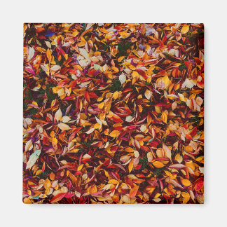 Autumn Fall Color Foliage Leaves Photo Magnet