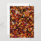 Autumn Fall Color Foliage Leaves  Postkarte (Vorne/Hinten)