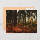 Autumn Ferns Postkarte (Vorne/Hinten)