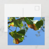Autumn Ginkgo Biloba Blätter DIY Postcard Postkarte (Vorne/Hinten)