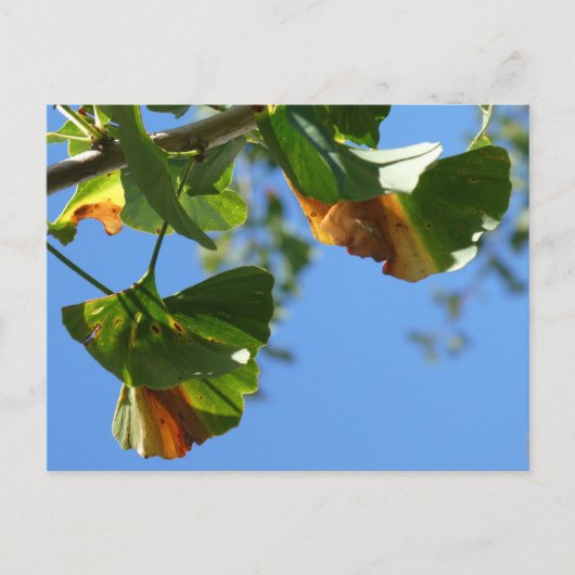 Autumn Ginkgo Biloba Blätter DIY Postcard Postkarte (Vorderseite)