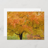 AUTUMN-HERBSTLAUB POSTKARTE (Vorne/Hinten)