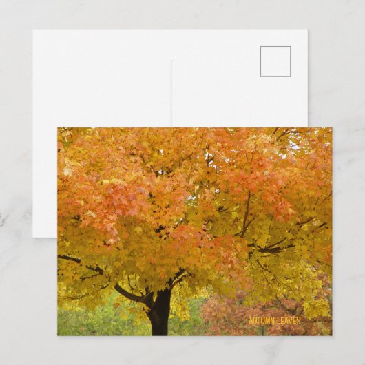 AUTUMN-HERBSTLAUB POSTKARTE (Vorne/Hinten)