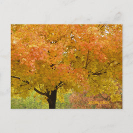 AUTUMN-HERBSTLAUB POSTKARTE