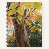Autumn Japanese Stewartia Tree Floral Notebook Notizblock (Vorderseite)