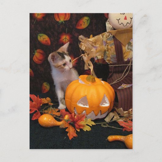 Autumn Kitten - Halloween Cat Card Feiertagspostkarte (Vorderseite)