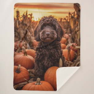 Autumn Labradoodle Sherpadecke