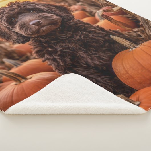 Autumn Labradoodle Sherpadecke (3/4)