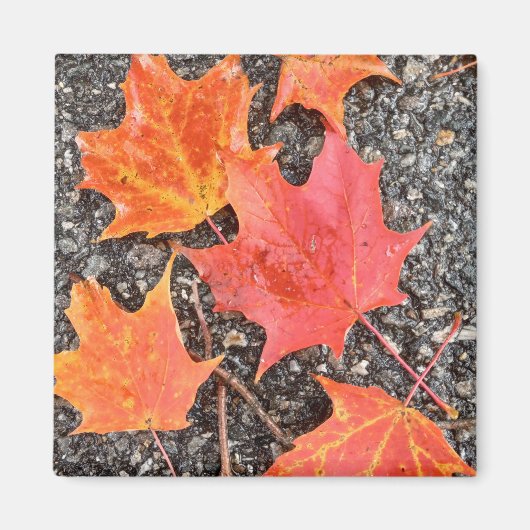 Autumn Leaf Collage Magnet (Vorne)