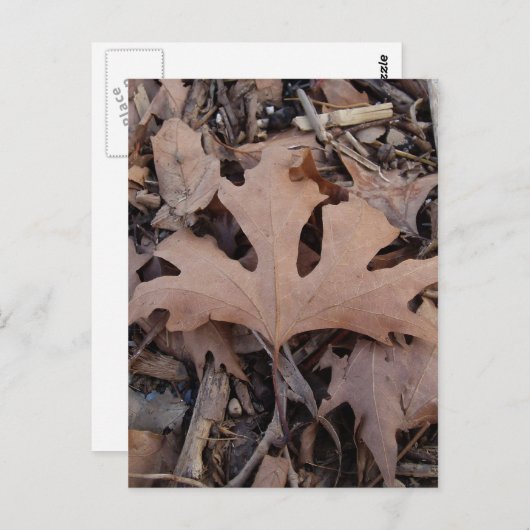 Autumn Leaf Postcard Postkarte (Vorne/Hinten)