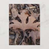 Autumn Leaf Postcard Postkarte (Vorderseite)