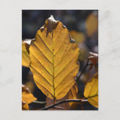 Autumn Leaf Postcard Postkarte (Vorderseite)