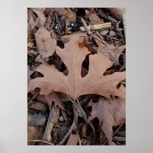 Autumn Leaf Poster Print (Vorne)