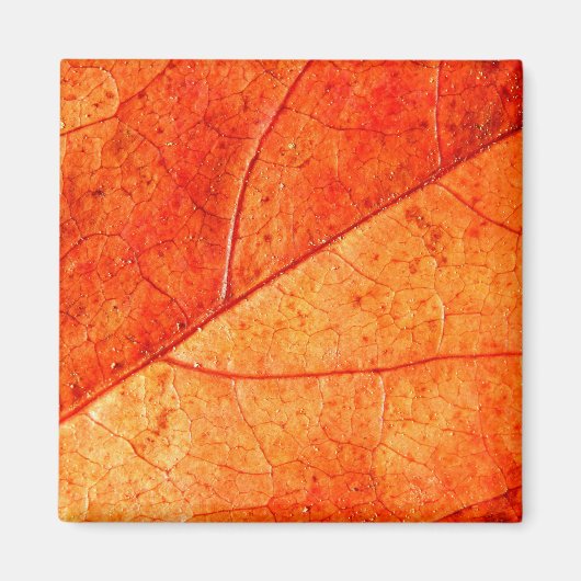 Autumn Leaf Square Magnet (Vorne)