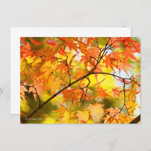 Autumn Leaves [Flat Card] Ankündigung (Vorne/Hinten)