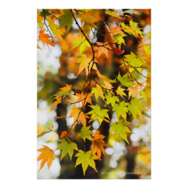 Autumn Leaves [Glossy Poster] Poster