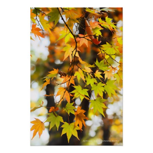 Autumn Leaves [Glossy Poster] Poster (Vorderseite)