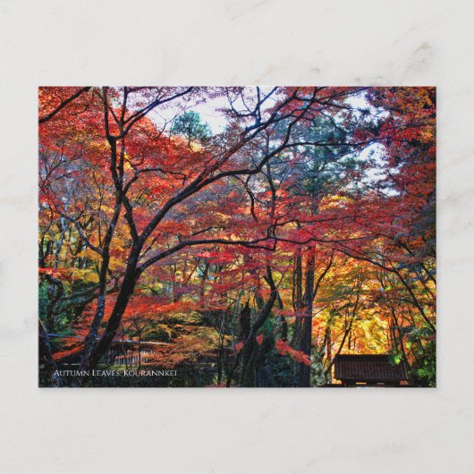 Autumn Leaves: Kourannkei [Postcard] Postkarte (Vorderseite)