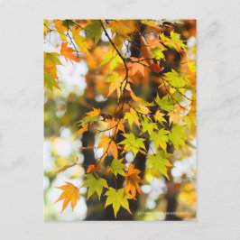 Autumn Leaves [Postcard] Postkarte