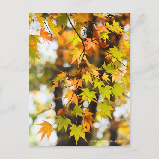 Autumn Leaves [Postcard] Postkarte (Vorderseite)