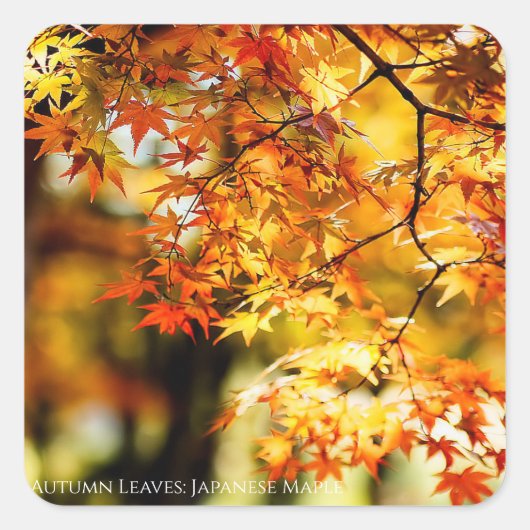 Autumn Leaves [Square Seal] Quadratischer Aufkleber (Vorderseite)